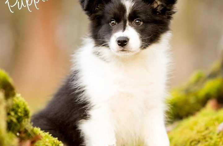 Border Collie Puppies Calendar 2027
