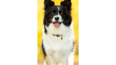 Border Collie Slim Calendar 2027