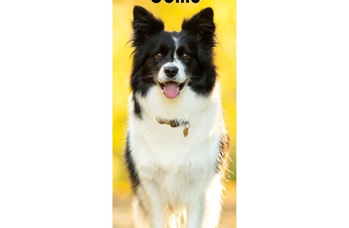 Border Collie Slim Calendar 2027
