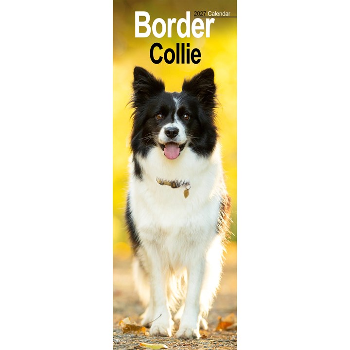Border Collie Slim Calendar 2027