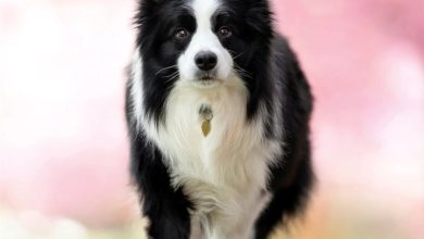 Border Collie Calendar 2027