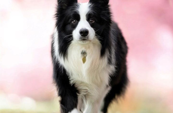 Border Collie Calendar 2027