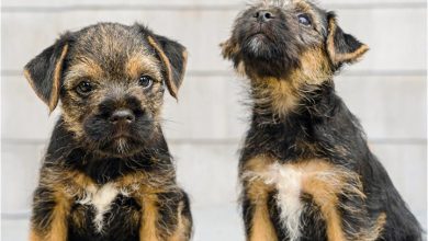 Border Terrier Puppies Mini Calendar 2027