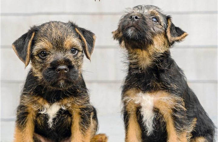 Border Terrier Puppies Mini Calendar 2027