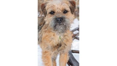 Border Terrier Slim Calendar 2027