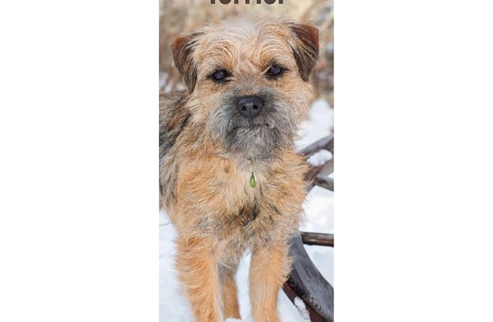 Border Terrier Slim Calendar 2027