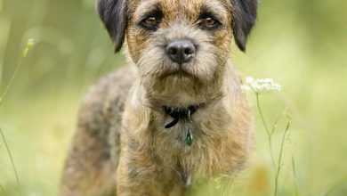 Border Terrier Calendar 2027
