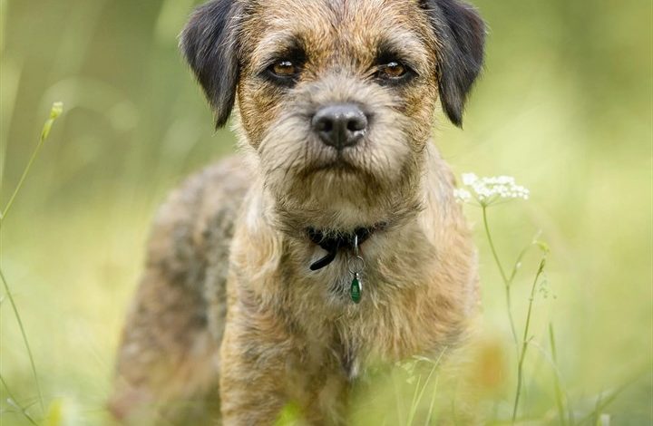 Border Terrier Calendar 2027