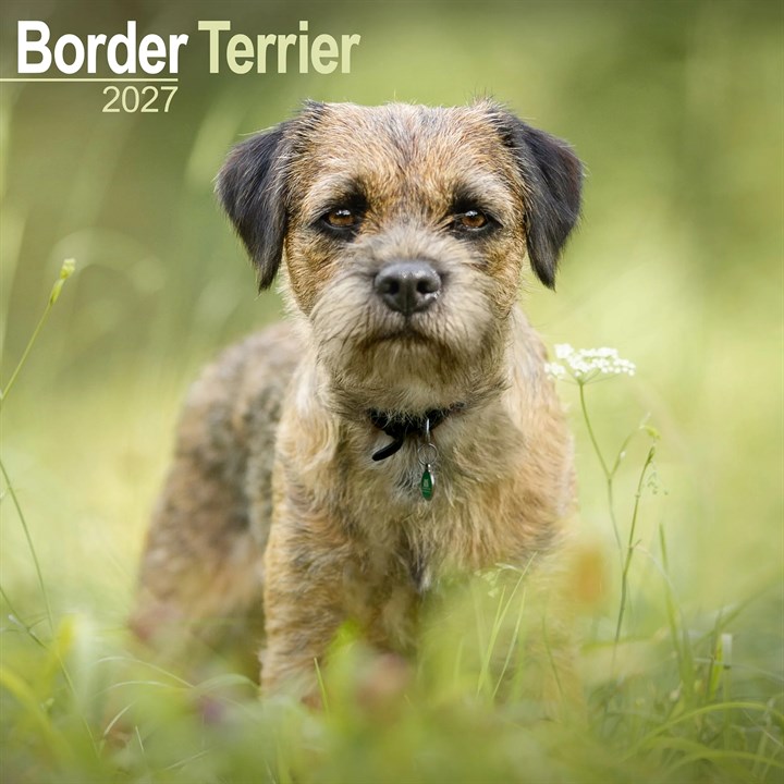 Border Terrier Calendar 2027