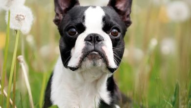 Boston Terrier Calendar 2027