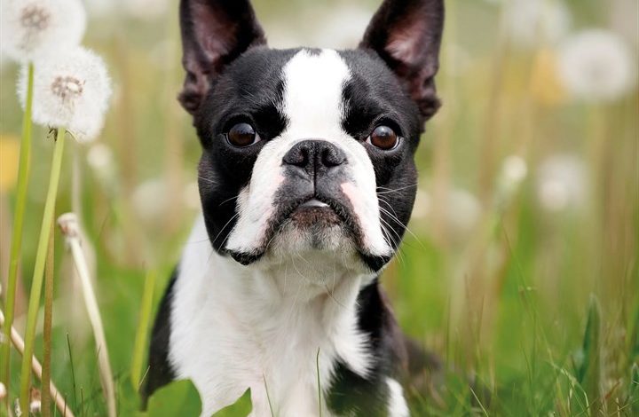 Boston Terrier Calendar 2027