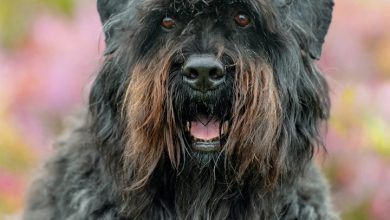 Bouvier Des Flandres Calendar 2027