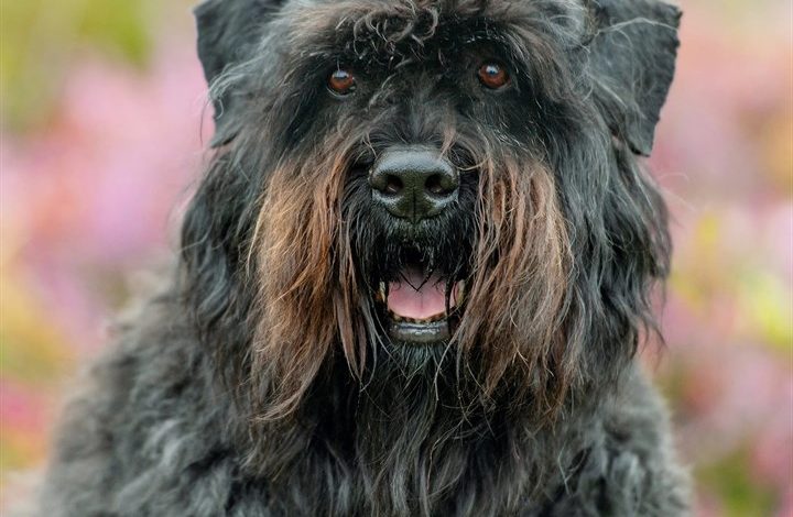 Bouvier Des Flandres Calendar 2027