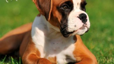 Boxer Puppies Calendar 2027
