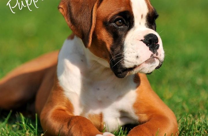 Boxer Puppies Calendar 2027
