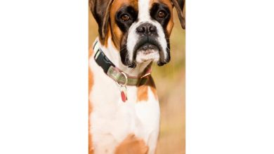 Boxer Slim Calendar 2027
