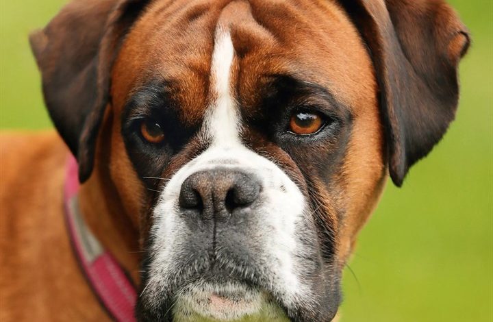 Boxer Calendar 2027