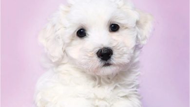 Bichon Frisé Puppies Mini Calendar 2027
