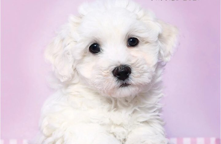 Bichon Frisé Puppies Mini Calendar 2027