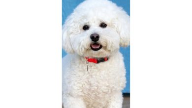 Bichon Frisé Slim Calendar 2027
