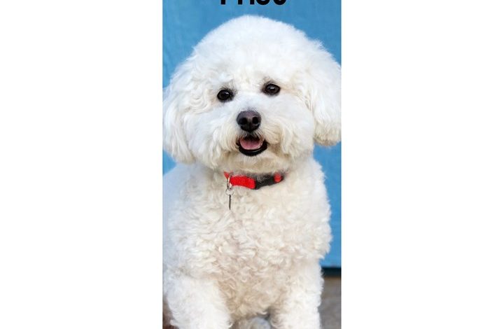 Bichon Frisé Slim Calendar 2027
