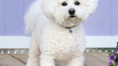 Bichon Frisé Calendar 2027