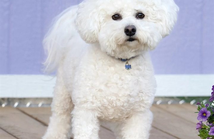 Bichon Frisé Calendar 2027