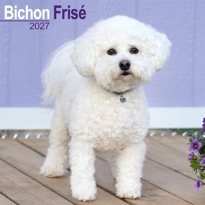 Bichon Frisé Calendar 2027