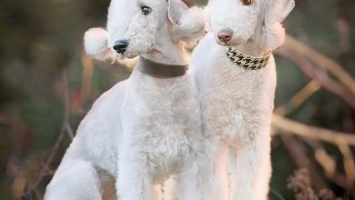 Bedlington Terrier Calendar 2027
