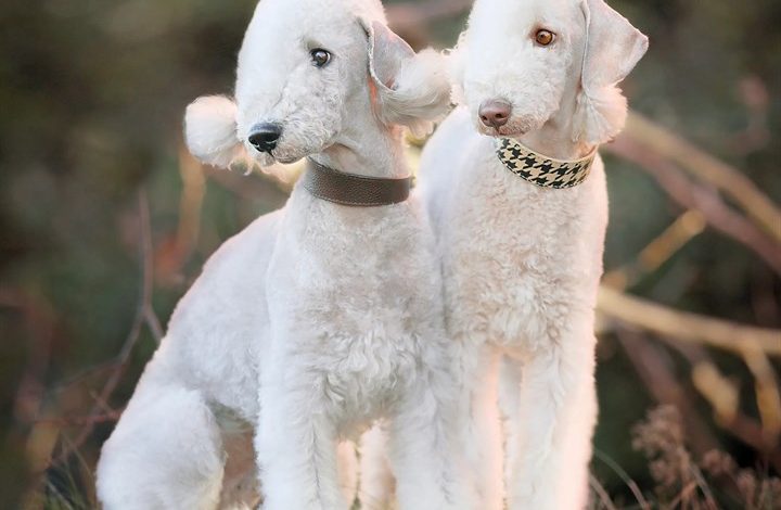 Bedlington Terrier Calendar 2027