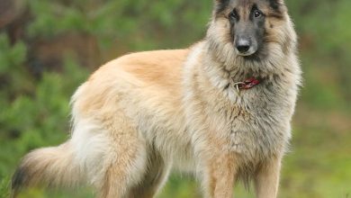 Belgian Shepherd Dog Calendar 2027