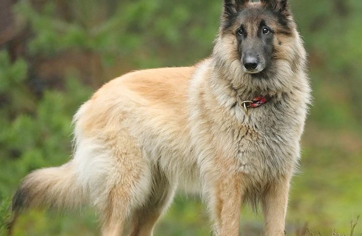 Belgian Shepherd Dog Calendar 2027