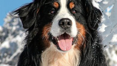 Bernese Mountain Dog Calendar 2027