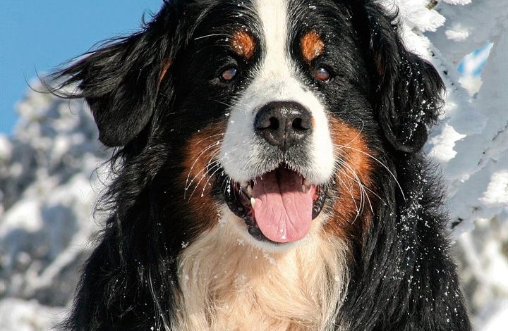 Bernese Mountain Dog Calendar 2027