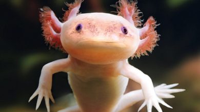 Axolotls Calendar 2027