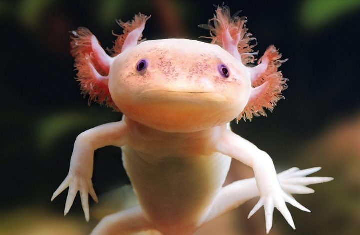 Axolotls Calendar 2027