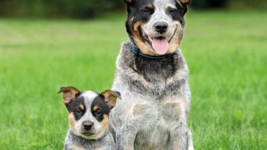 Australian Cattle Dog Calendar 2027