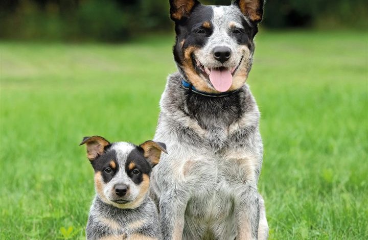 Australian Cattle Dog Calendar 2027
