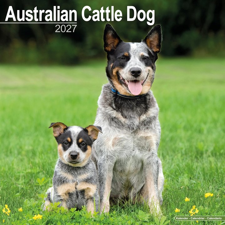 Australian Cattle Dog Calendar 2027