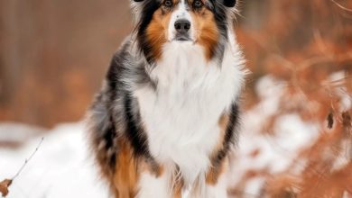 Australian Shepherd Calendar 2027