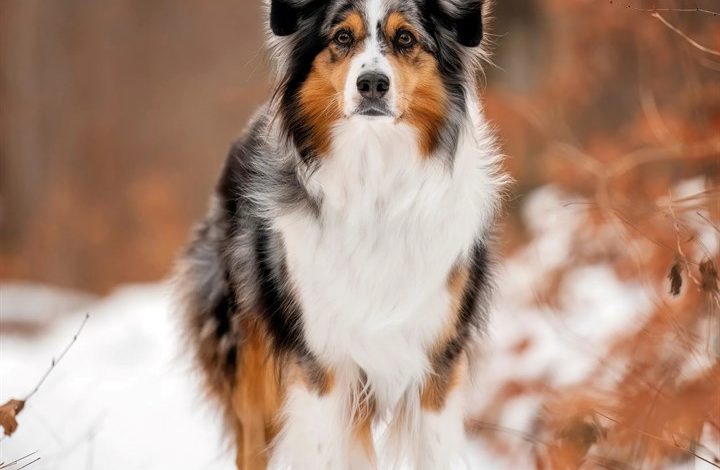 Australian Shepherd Calendar 2027