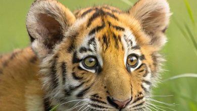 Baby Animals Calendar 2027