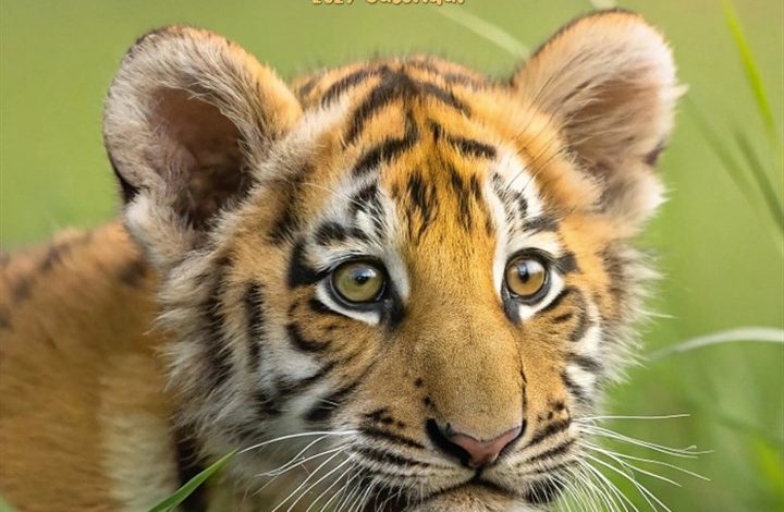 Baby Animals Calendar 2027