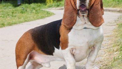 Basset Hound Calendar 2027