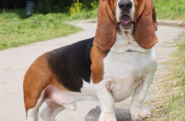Basset Hound Calendar 2027