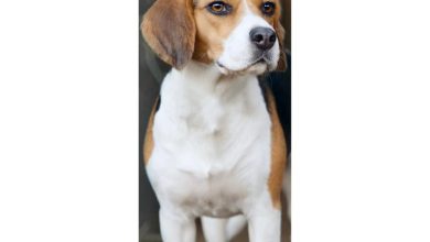 Beagle Slim Calendar 2027