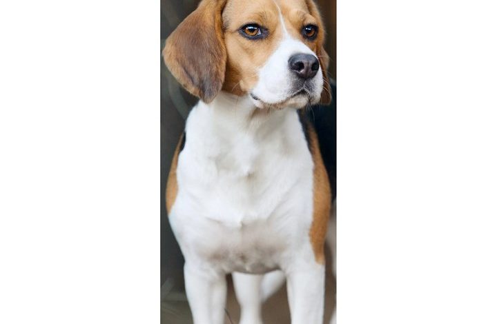 Beagle Slim Calendar 2027
