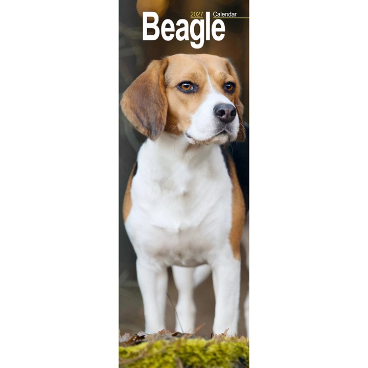 Beagle Slim Calendar 2027