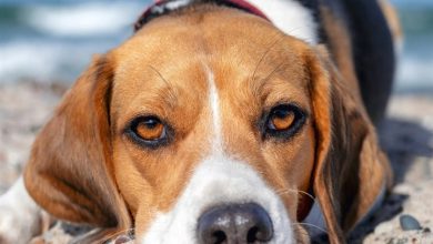 Beagle Calendar 2027