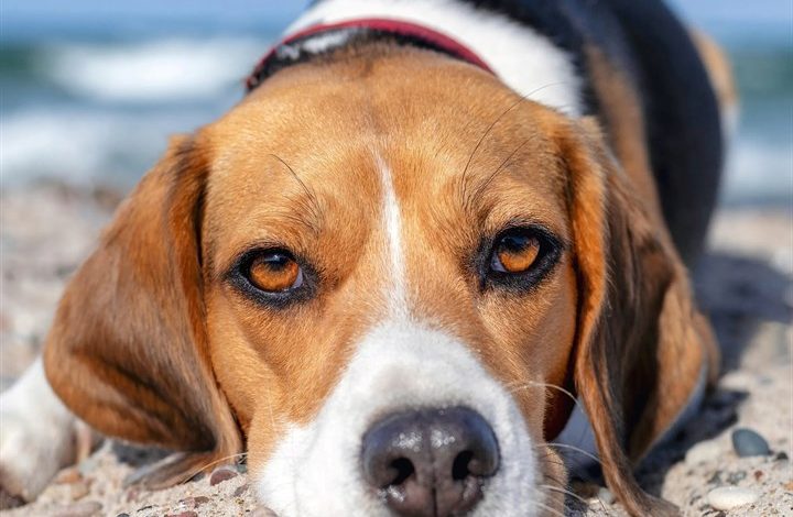 Beagle Calendar 2027